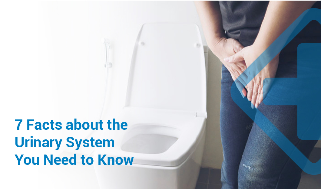 7 Facts about the Urinary System You Need to Know